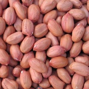 Fresh Groundnut Seed