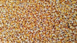 Maize Cattle Feed