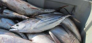 Skipjack Tuna Fish