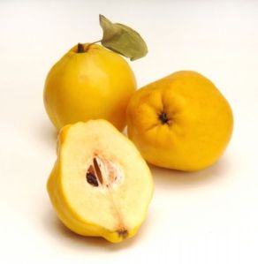 Quince Fruit