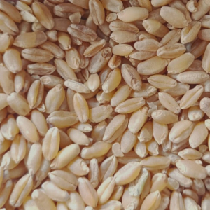 wheat