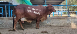 SAHIWAL cow farm