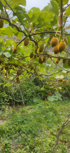 Kiwi Fruit
