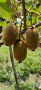 Kiwi Fruit