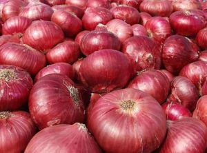 Nashik Onion