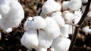 Cotton