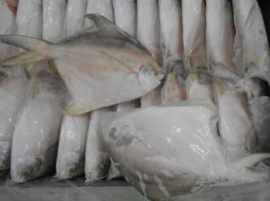 frozen pomfret