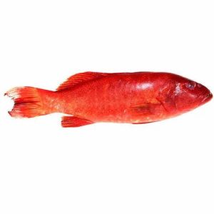 Fresh Red Grouper Fish