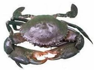 Fresh Sea Crab