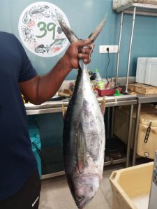 fresh tuna fish