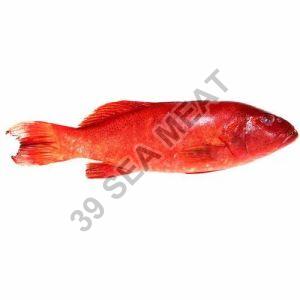 Fresh Red Grouper Fish