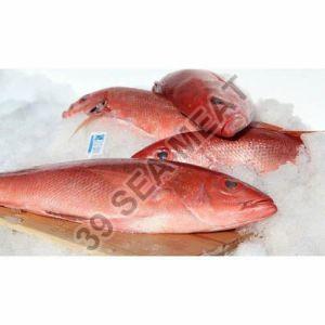 Fresh Sankara Fish