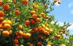 Fresh Orange