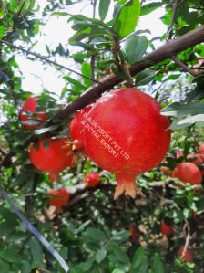 fresh pomegranate