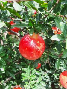 fresh pomegranate