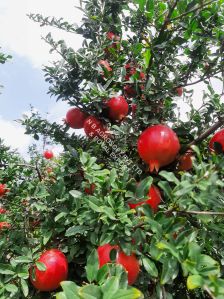 fresh pomegranate