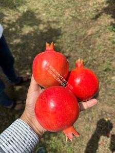fresh pomegranate