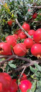 fresh pomegranate