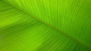 Banana Leaf