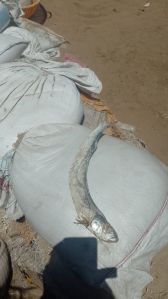 Dried Ribbon fish