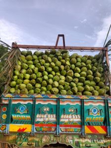 Green Coconut