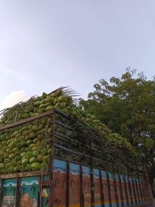 tender green coconut