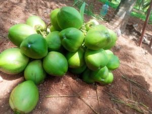 Green Tender Coconut