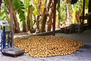 Fresh Sapota Fruit