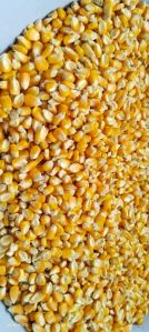 Maize