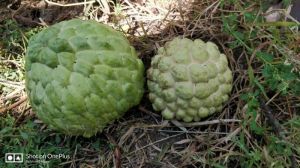 Custard Apple