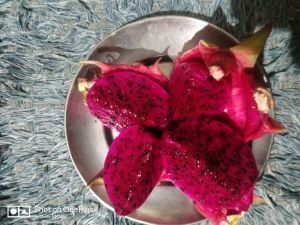 Dragon Fruits