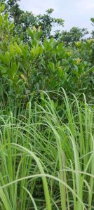 Lemon Grass