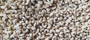 w 320 cashew nut