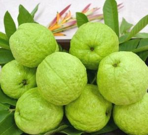 Fresh Guava