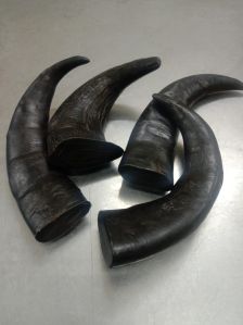 Buffalo Horn