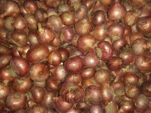 Onion Seeds