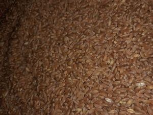 Wheat Grain