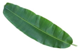 banana leafs