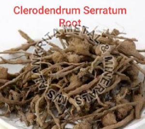 Clerodendrum Serratum Root