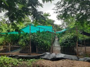 desi mango plants for grafting