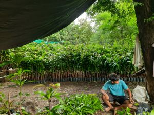 desi mango plants for grafting