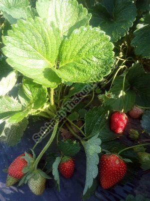 Camarosa Strawberry Plants