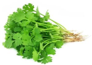 Coriander