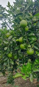 Fresh Mosambi
