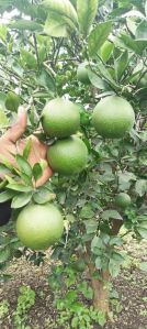 Fresh Mosambi