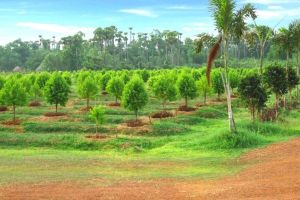 sandalwood saplings