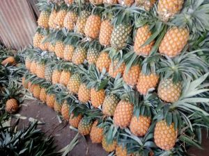 Fresh Pineapple