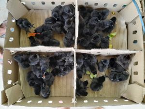 Kadaknath Day old Chicks