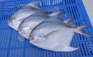 Fresh Pomfret Fish