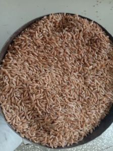 Emmer Wheat Grains